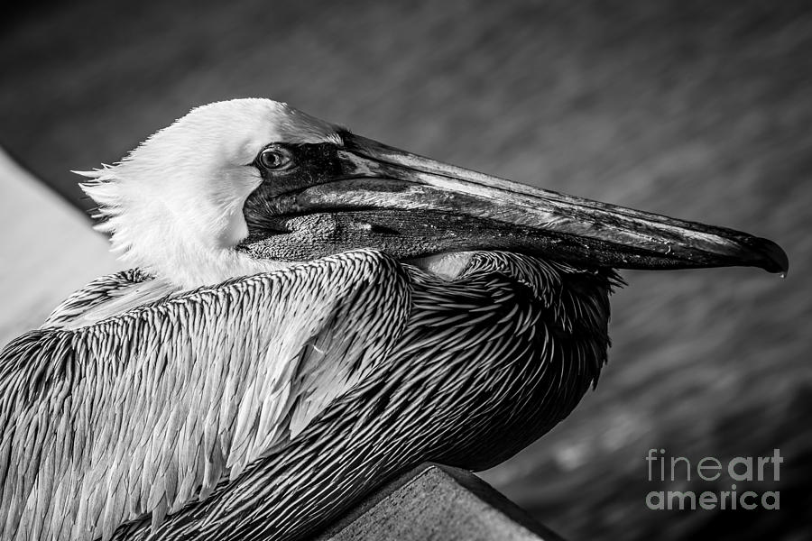 Key West Pelican Closeup - Pelecanus Occidentalis - Black and White ...