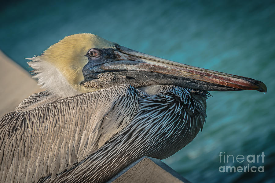 Key West Pelican Closeup - Pelecanus Occidentalis - HDR Style ...