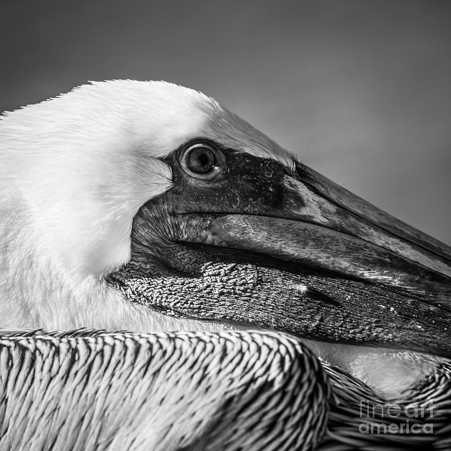 Key West Pelican Closeup - Square - Black and White Photograph by Ian ...