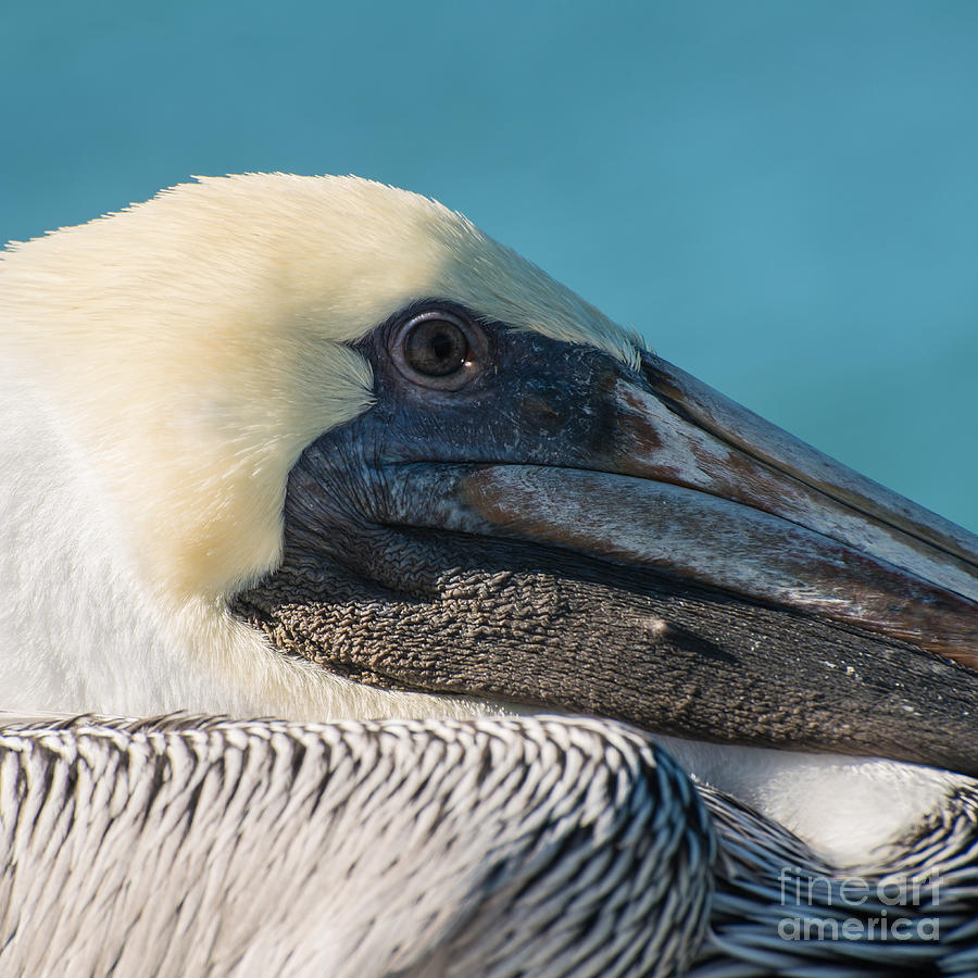 Bird Photograph - Key West Pelican Closeup - Square  by Ian Monk