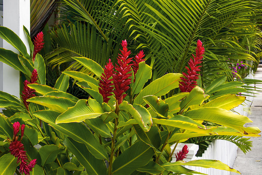 Key West Red Ginger Bloom Photograph by Russ Burch