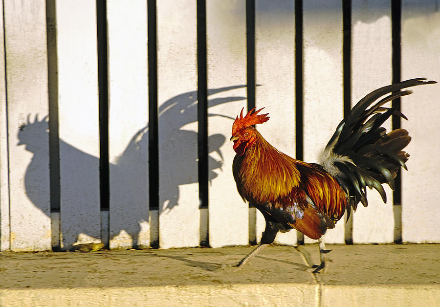 Key West Rooster Photograph by Dennis Cox