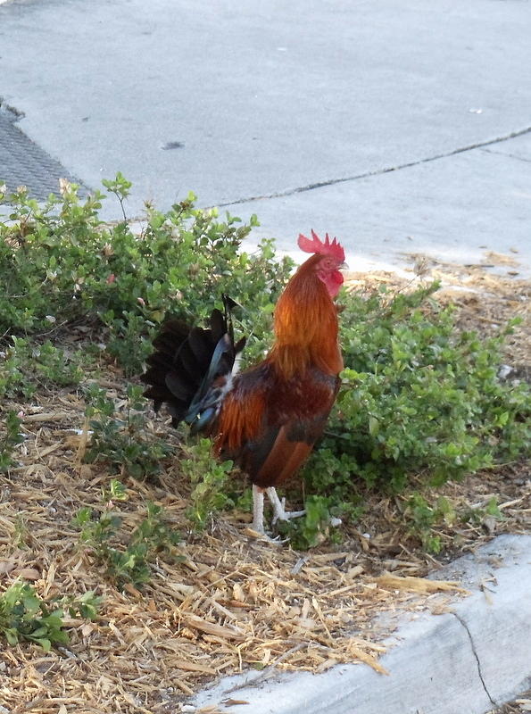 Key West Rooster Photograph by Lugenia Dixon - Fine Art America