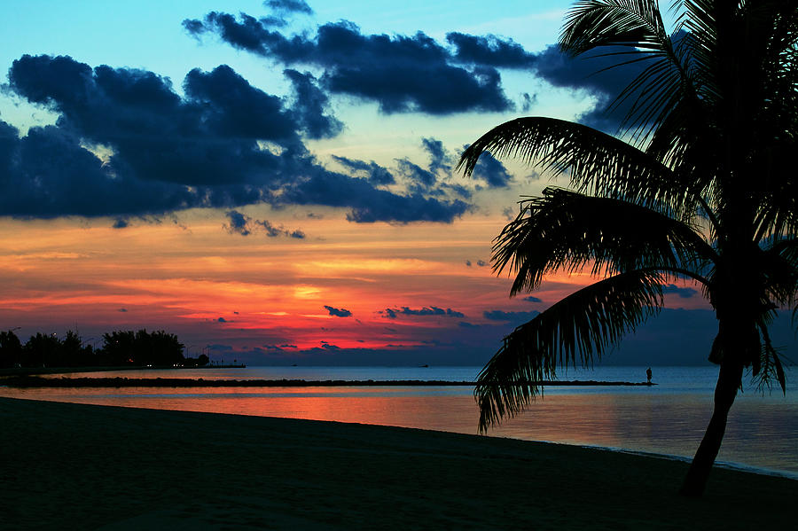 Nature Photograph - Key West Sunrise Palm by Vaughn Garner