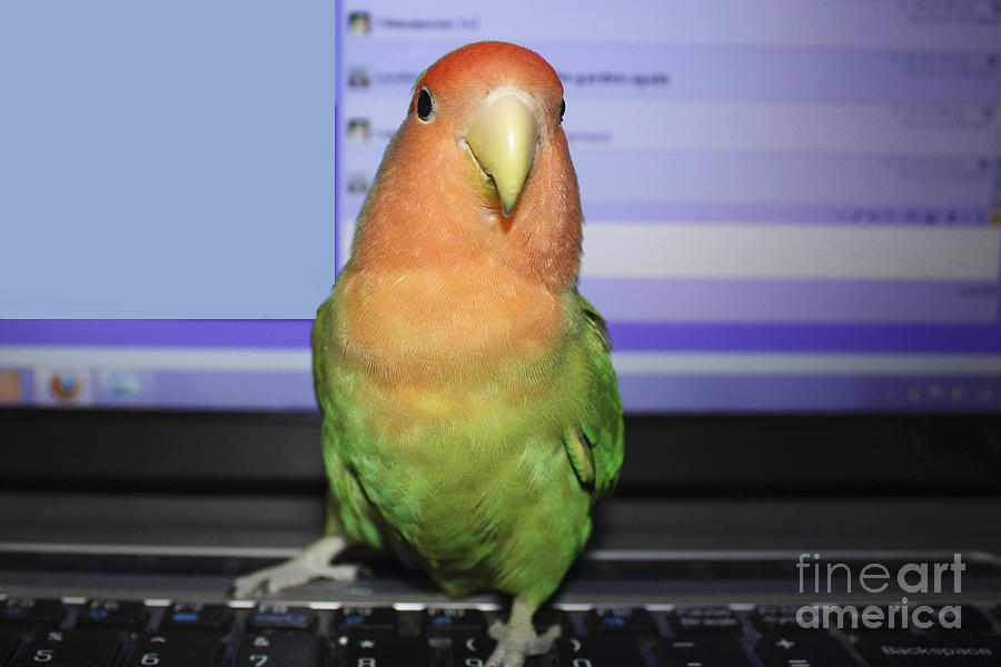 Lovebird Photograph - Keyboard Pickle by Terri Waters