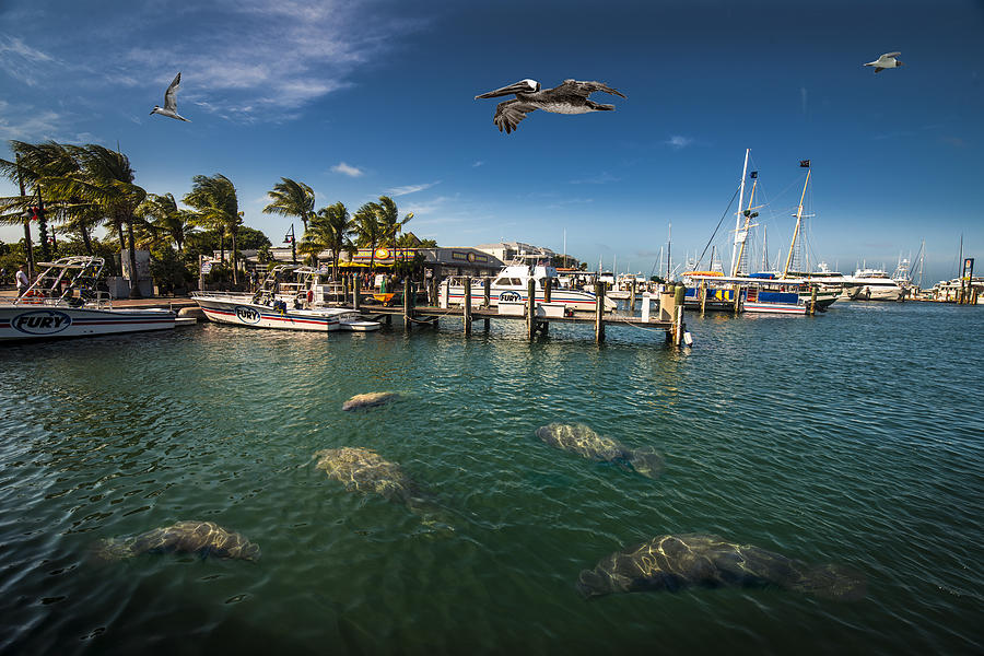 Keys Manatee Photograph by Kevin Cable