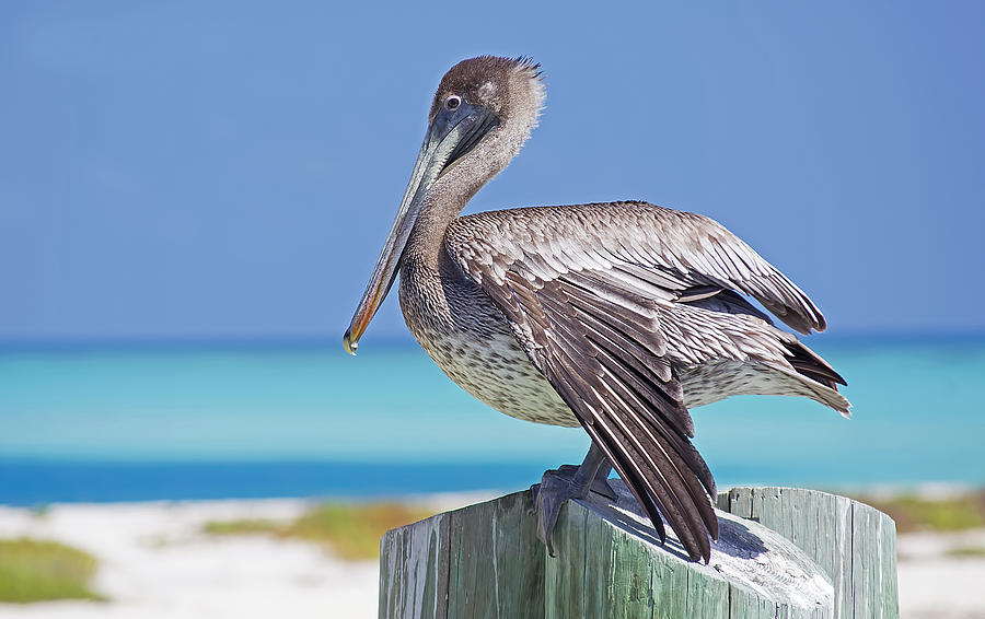 Keys Pelican Photograph by Kenneth Albin