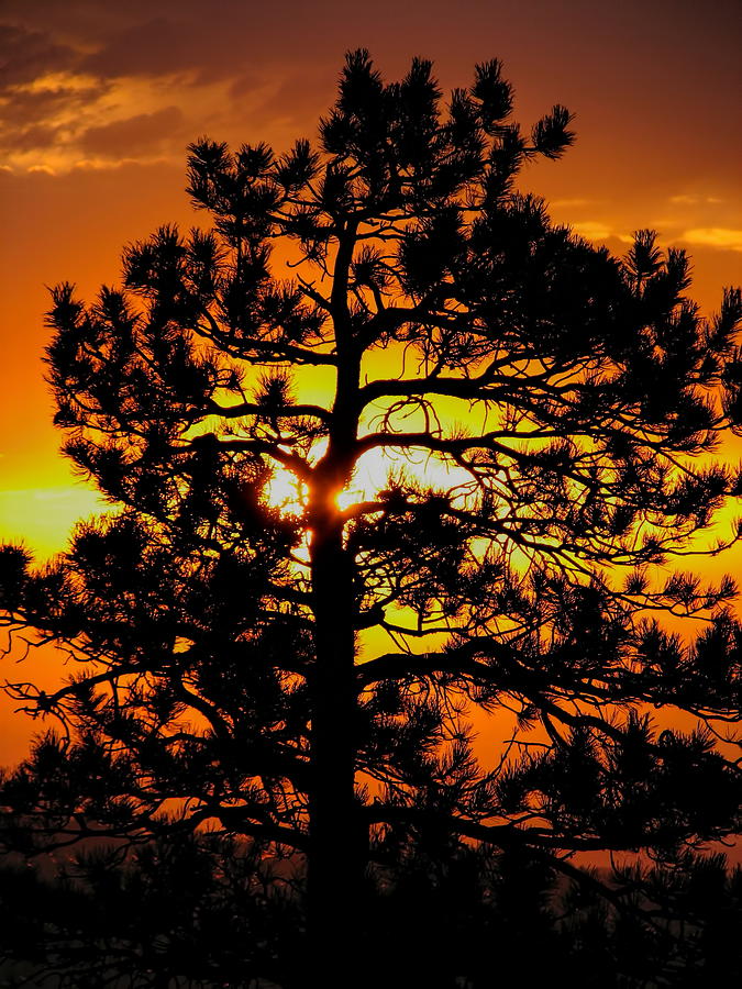Keystone Pine Photograph by Dale Kauzlaric