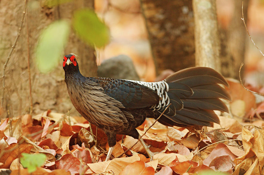 Khaleej Pheasant,corbett National Park Photograph by Jagdeep Rajput