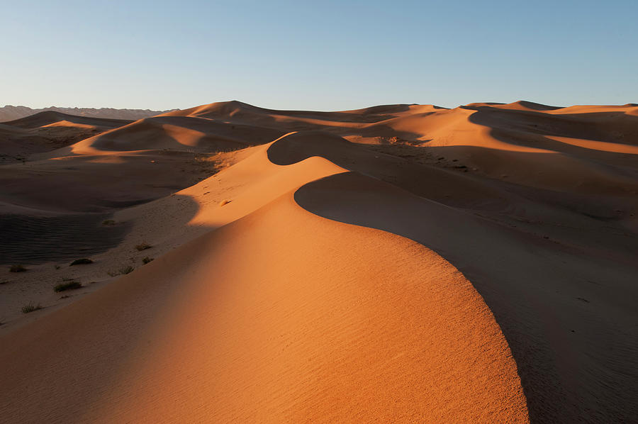 Khongoryn Els Sand Dunes In Southern by David Tipling