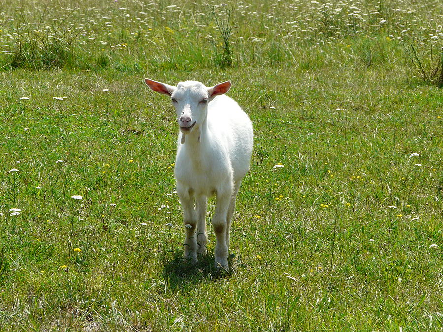 Kid Goat Photograph by Valerie Ornstein