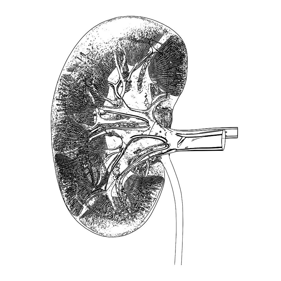 Kidney Anatomy Photograph by Russell Kightley