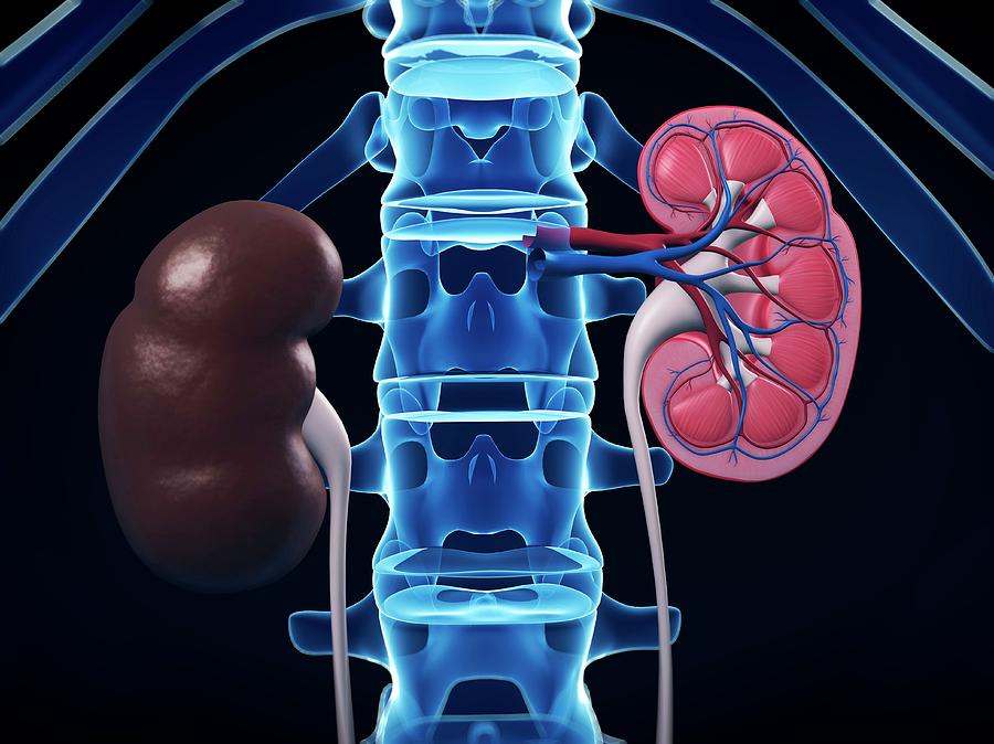 anatomy blueprint pro kidneys