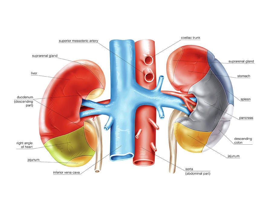 Kidney And Adjacent Organs Photograph by Asklepios Medical Atlas