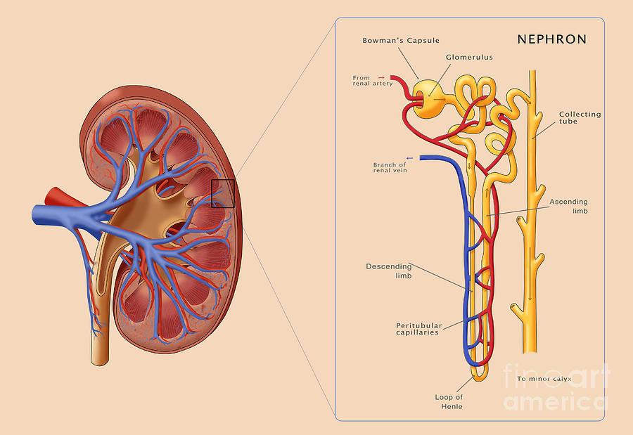 Kidney And Nephron, Illustration Photograph by Monica Schroeder