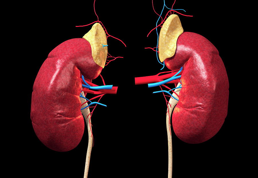 function of adrenal gland in kidney