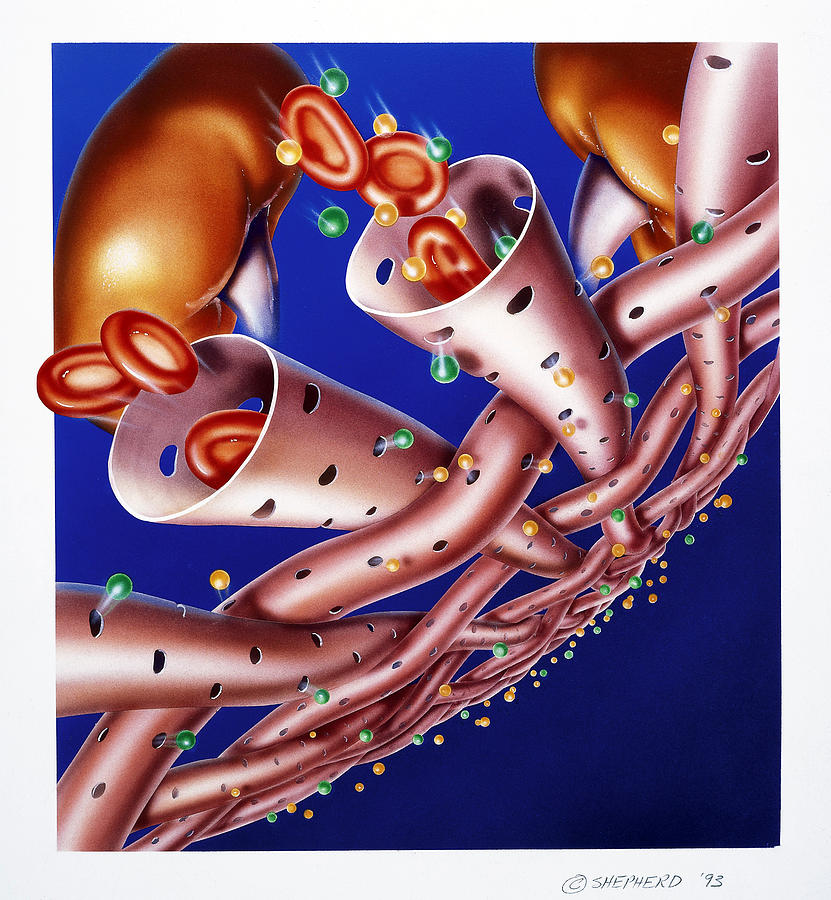 Kidneys Meshwork Of Arterioles Photograph by Bob L. Shepherd