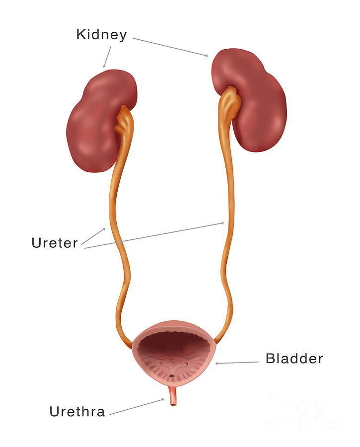 Kidneys, Ureter & Urinary Bladder Photograph by Monica Schroeder