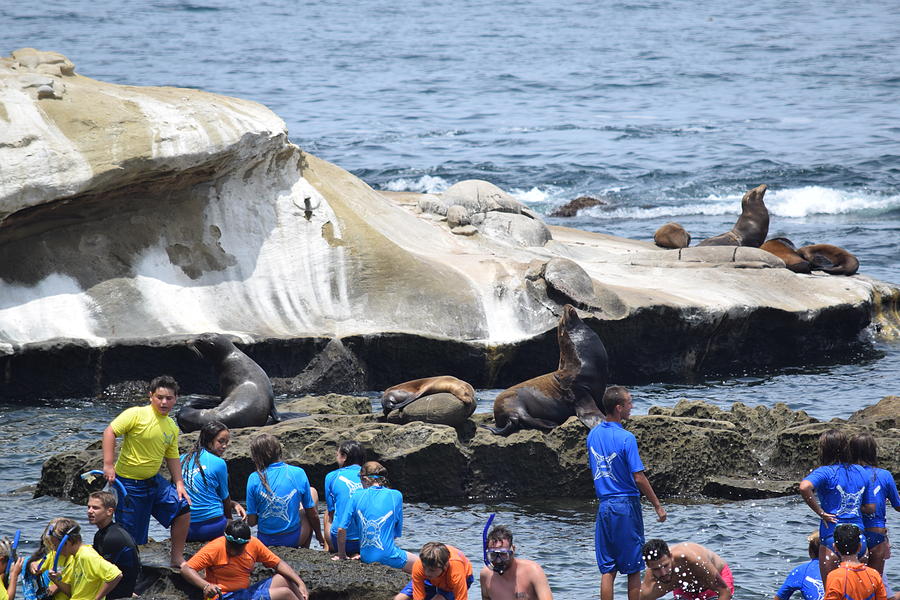 Kids And Sea Lions Photograph