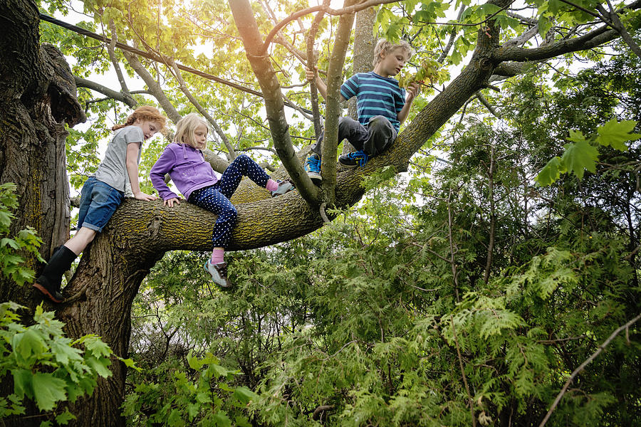 Kids climbing very high tree in sprintime. Photograph by Martinedoucet