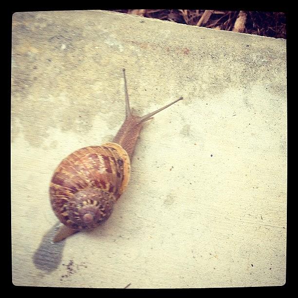 Kids Found A Snail On Our Patio. Pic Photograph by Chris Faddis