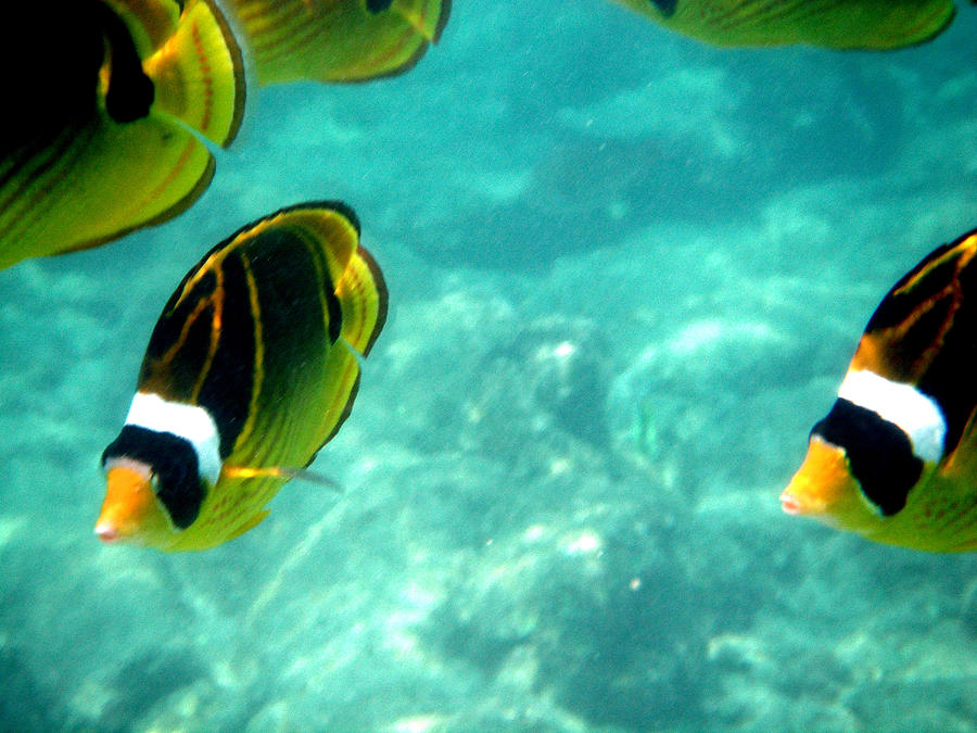 Kikapapu Fish in Ocean Photograph by Karen Nicholson