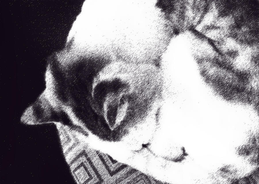 Kiki in Ink Effect Photograph by Ginny Schmidt