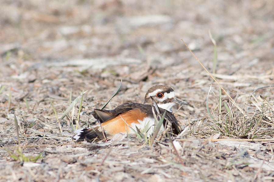 Kildeer Fakeout Photograph by Natural Focal Point Photography | Fine ...