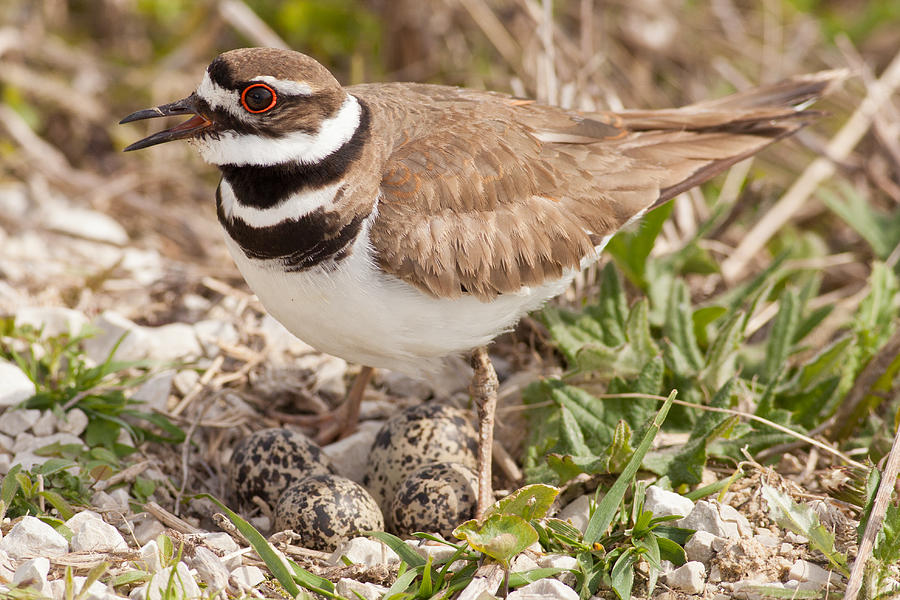 Kildeer Protecting the Nest Photograph by Natural Focal Point Photography