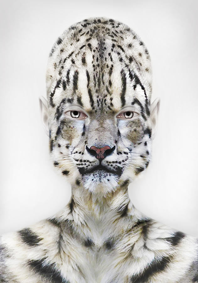 Snow Leopard Photograph - Kill me for Sport by Yosi Cupano