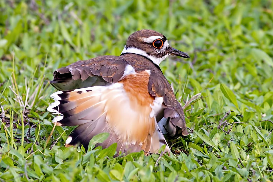 Killdeer 2 Sleight of Wing Photograph by Gary Holmes