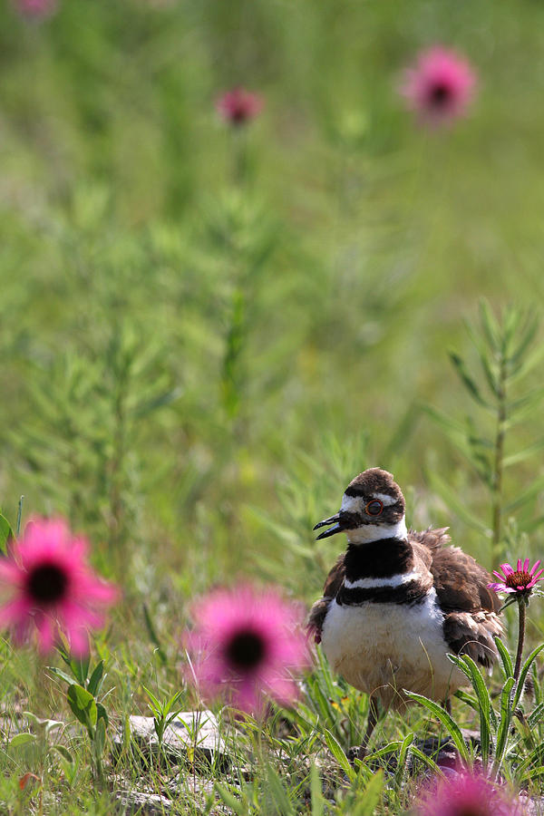 Killdeer And Tennessee Coneflowers Photograph by Daniel Reed Killdeer And Tennessee Coneflowers Photograph by Daniel Reed