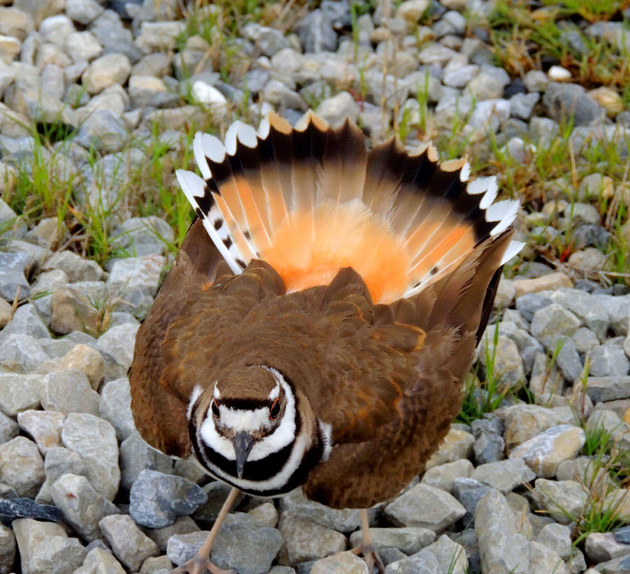 Killdeer Dance 1 Photograph by Stephanie Kendall Fine Art America