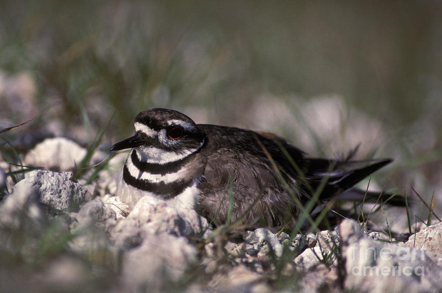 Killdeer Female Nesting Photograph by Ron Sanford