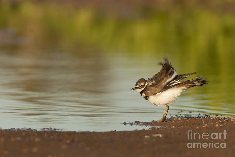 Killdeer fluffing up on the shore  Photograph by Bryan Keil