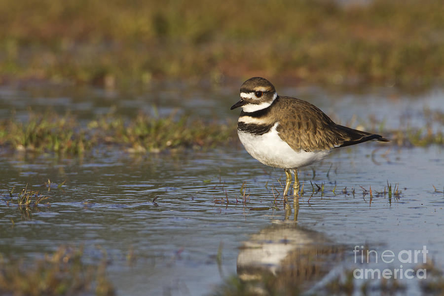 Killdeer in early morning Photograph by Bryan Keil