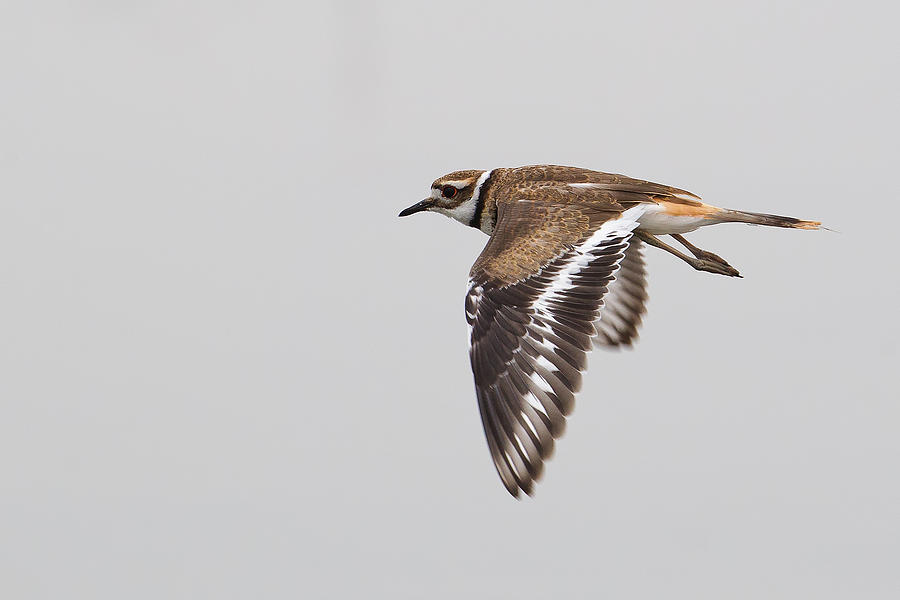 Killdeer in Flight Photograph by Kurt Bowman - Fine Art America