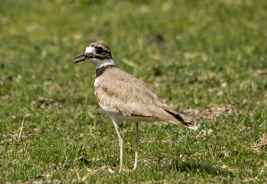Bird Photograph - Killdeer in the Grass by Loree Johnson