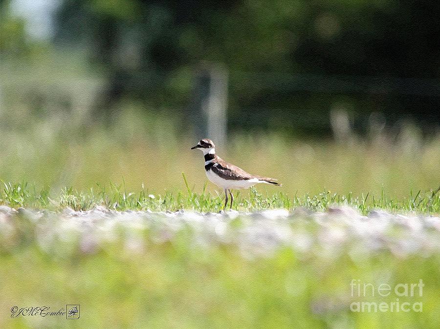 Killdeer Painting by J McCombie - Fine Art America