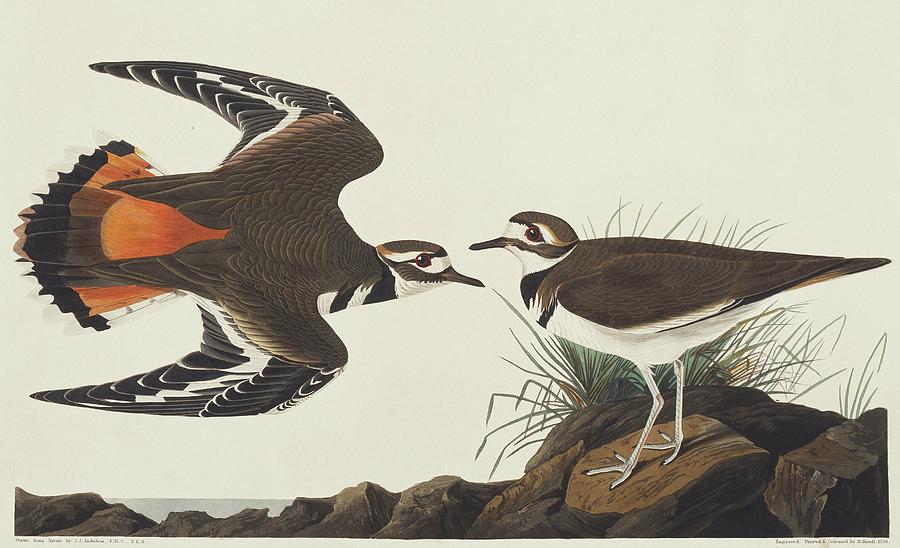John James Audubon Photograph - Killdeer by Natural History Museum, London/science Photo Library