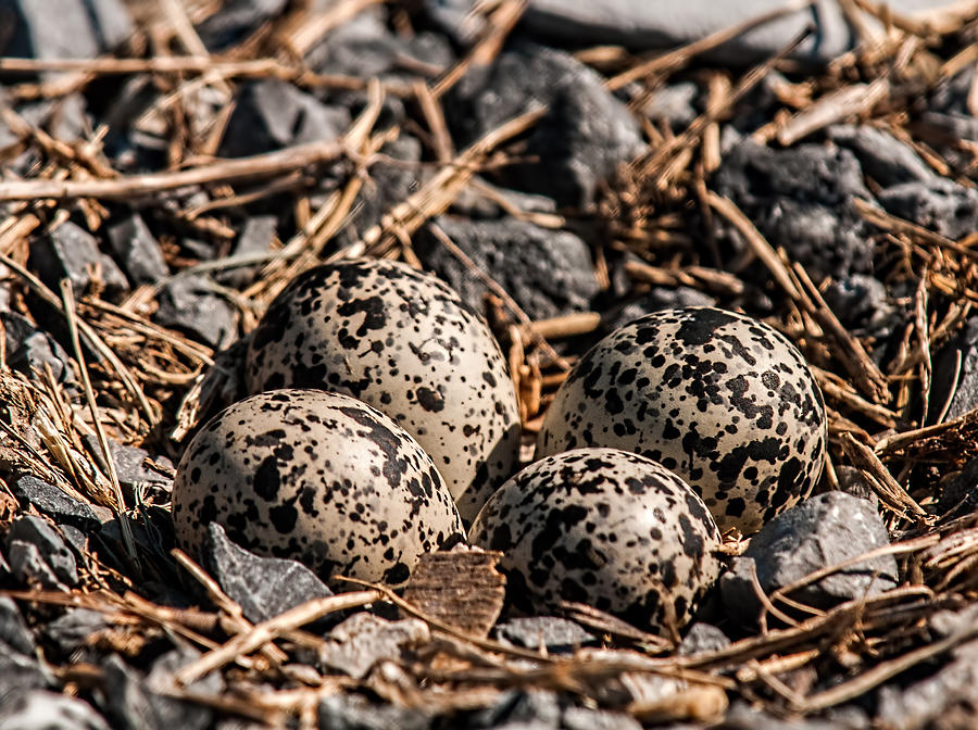 Killdeer Nest Photograph by Lara Ellis