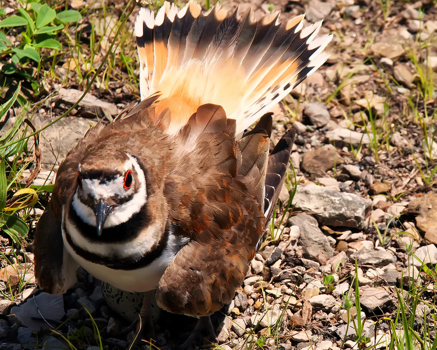 Killdeer on its nest Photograph by Flees Photos