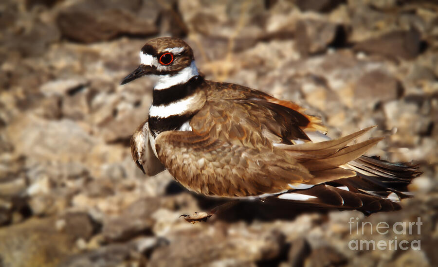 Killdeer Photograph by Robert Bales Fine Art America