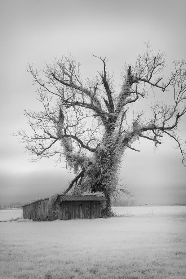 Killer Tree - Outer Banks Photograph by Dan Carmichael
