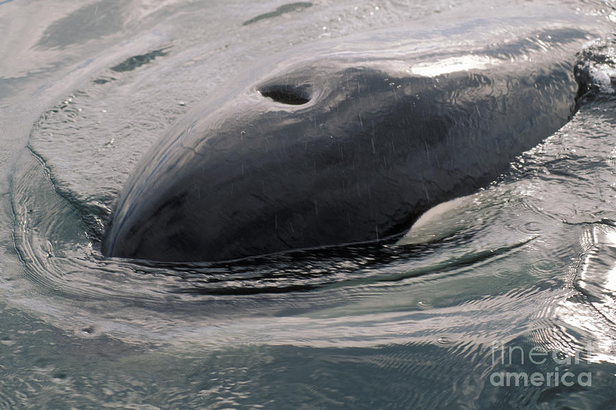 Killer Whale Blowhole Photograph by Ron Sanford