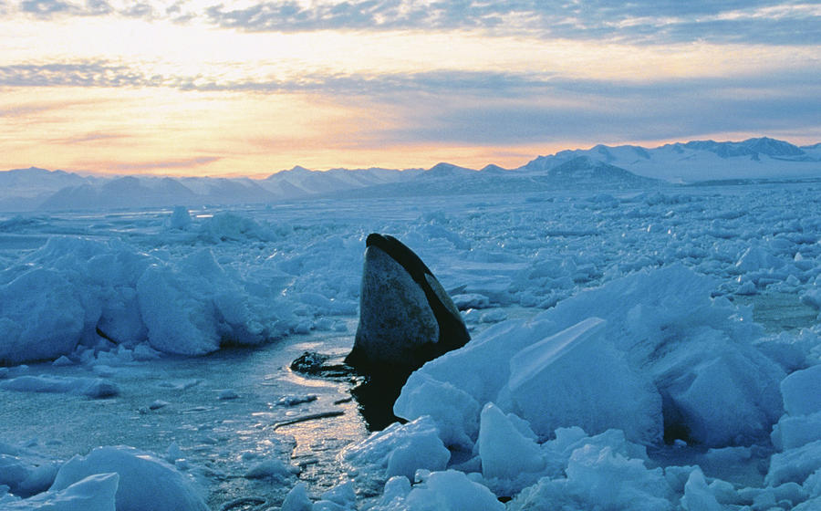 Killer Whale Emerging Through Ice Photograph by Kerry Lorimer