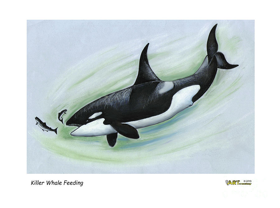 Killer Whale Feeding Pastel by Art MacKay