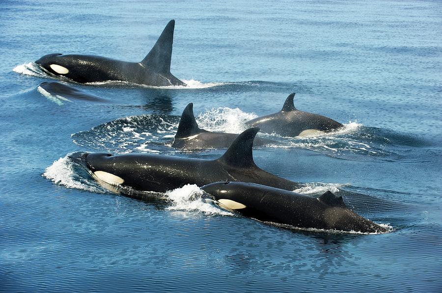 Dolphin Photograph - Killer Whale Group by Christopher Swann