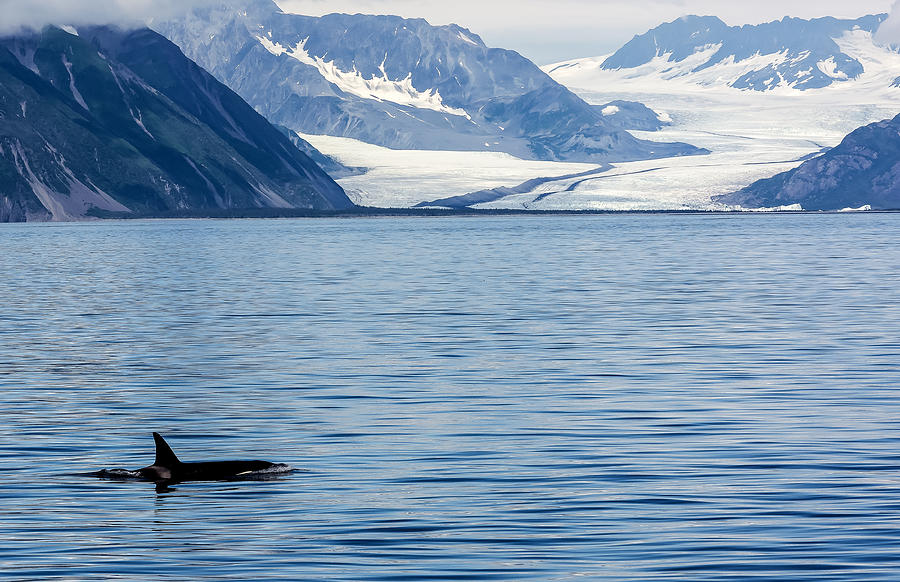 Killer Whale Cruising Glacier Photograph by Mark Little