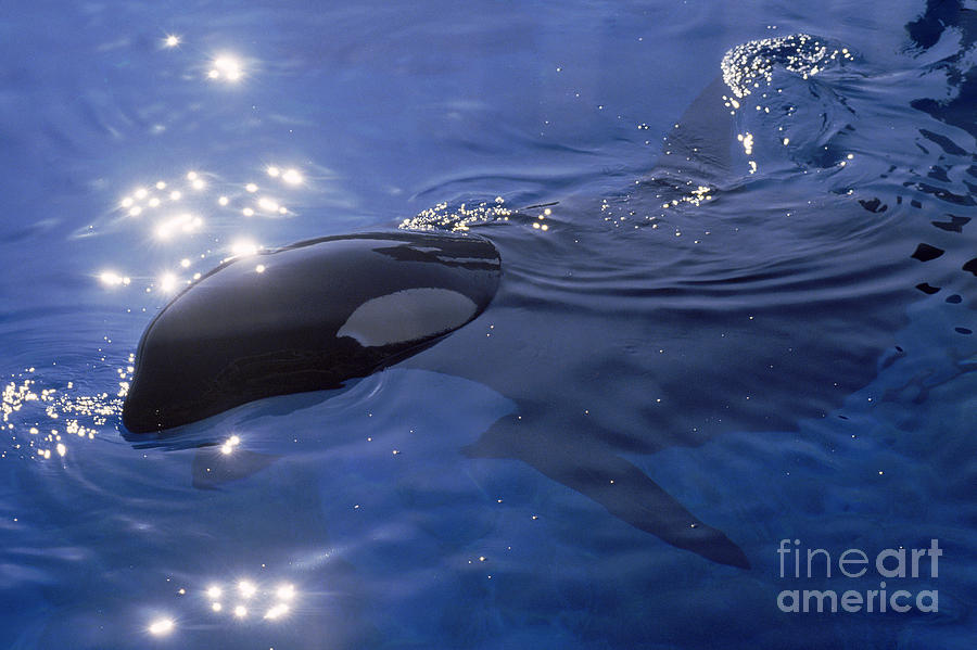 Killer Whale Photograph by Mark Newman